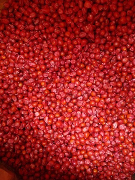 Сингента Аладиум (Syngenta) Гибрид Кукурузы ФАО-260 1685006006 фото