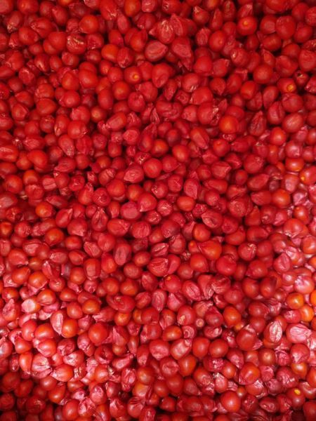 Сингента Феномен (Syngenta) Гибрид Кукурузы ФАО-200 1685006668 фото