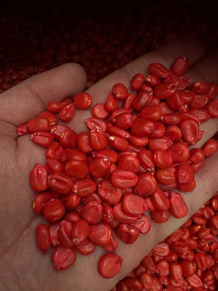 Лимагрейн LG 31284 Семена кукурузы (Limagrain) ФАО &ndash; 280 1685249989 фото