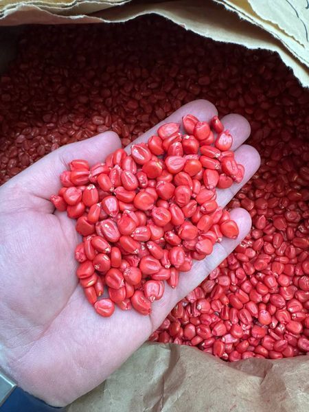 Лимагрейн LG 30254 Семена кукурузы (Limagrain) ФАО &ndash; 260 1685250754 фото