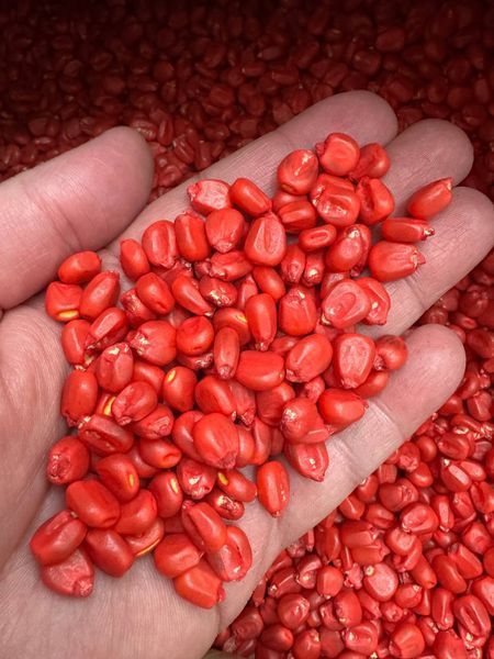 Сингента Энермакс (Syngenta) Гибрид Кукурузы ФАО-330 1684996637 фото